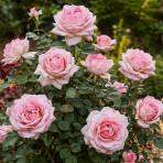 Ruža veľkokvetá (Rosea) ´THE QUEEN´ - výška 10-20 cm, P11